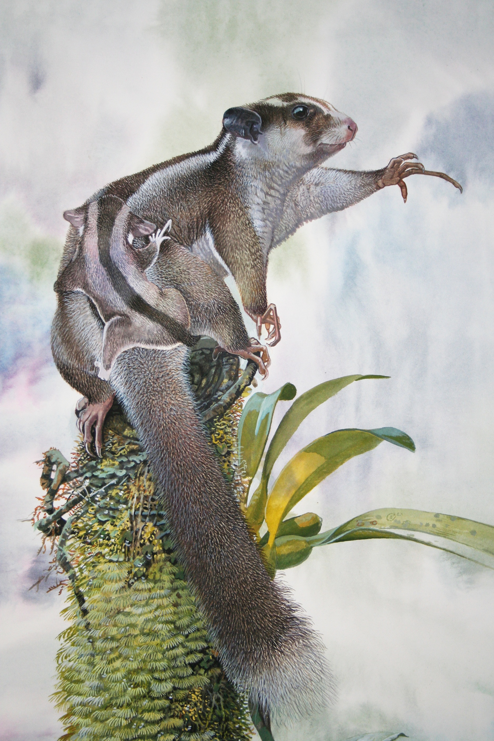 A painting of Dactylonax kambuayai, the pygmy long-fingered possum. A painting of Dactylonax kambuayai, the pygmy long-fingered possum.